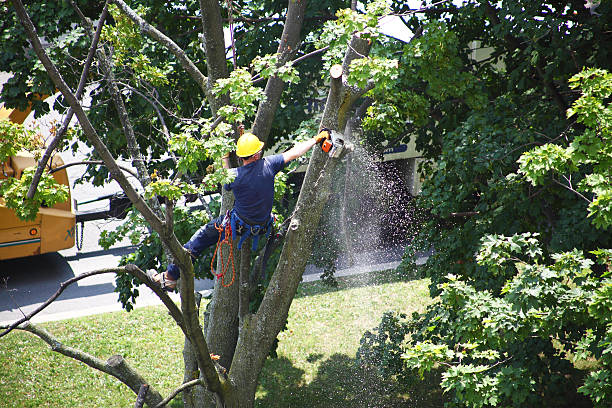 How Our Tree Care Process Works  in  Hewitt, TX